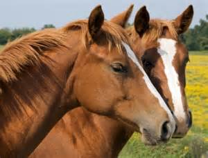 talking horse racing